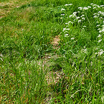 Eine Naturwiese mit hohem Gras