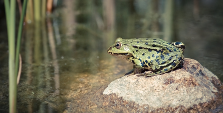 Frosch am Teich