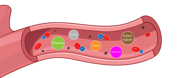 Transportfunktion von Blut
