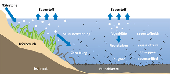 Eutrophierung eines Gewässers