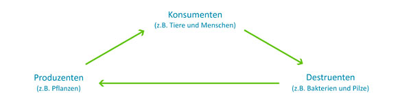 Die drei Klassen von Lebewesen eines Ökosystems