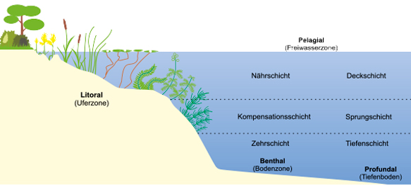 Zonierung des Gewässers