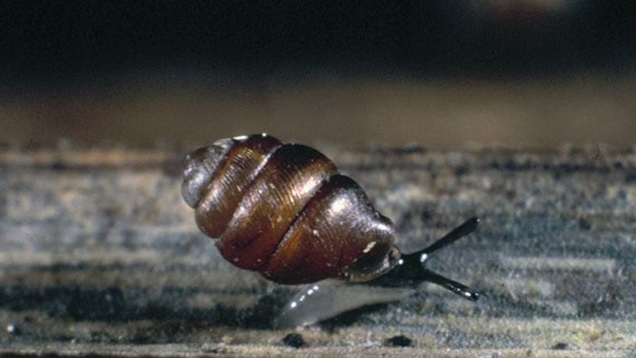 Schmale Windelschnecke, M. Klemm