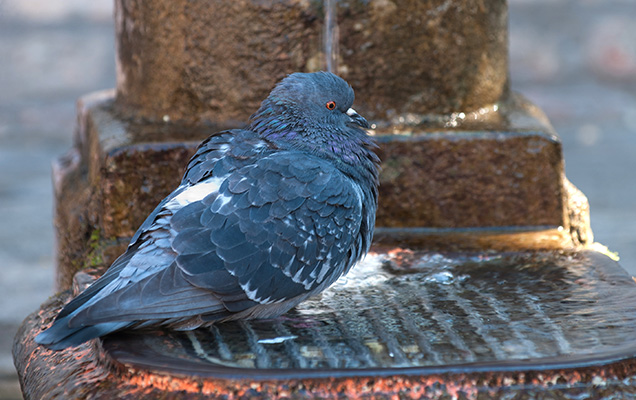 Taube auf einem Trinkwassernotbrunnen