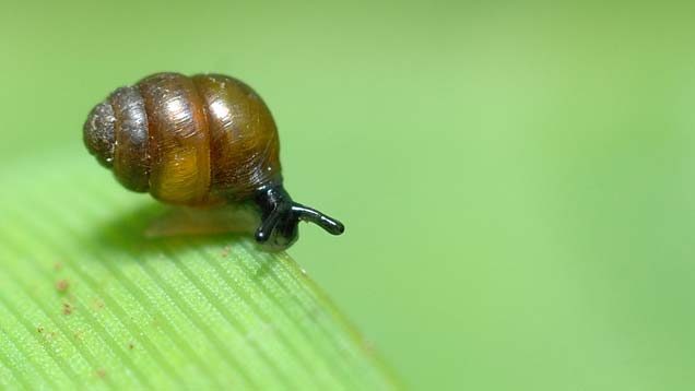 Bauchige Windelschnecke