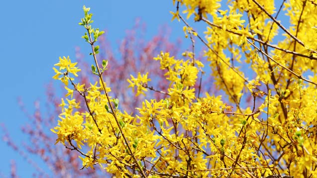 Forsythien