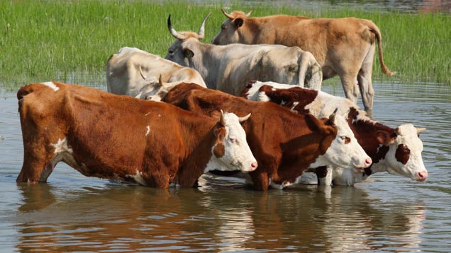 Kühe am Wasser