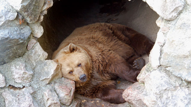 Bär in einer Höhle