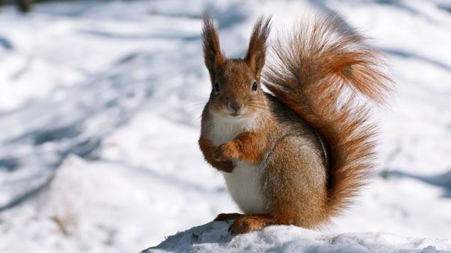 Eichhörnchen im Schnee