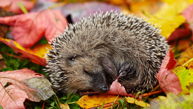 Igel beim Winterschlaf