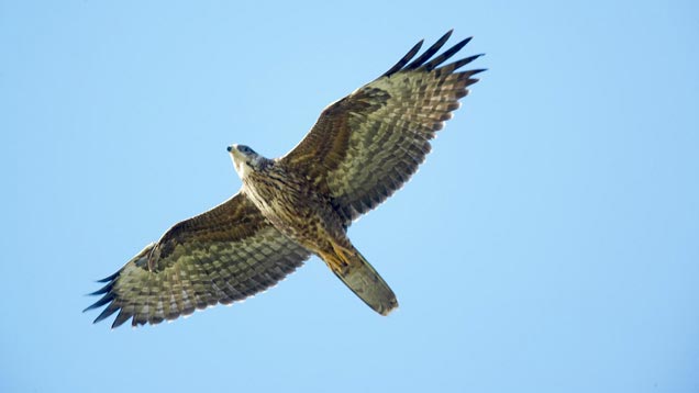 Der Wespenbussard